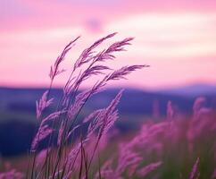 Purple grass in the foreground with a pink sky photo