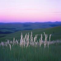 Grasses in the foreground of a purple sky photo