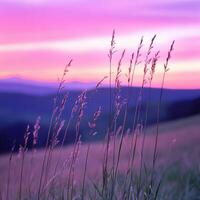A field of grass with purple and pink sky photo