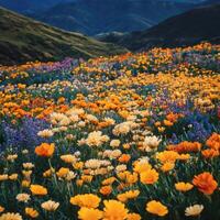 California wildflowers by jason klein photo