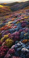 A field of colorful flowers in the middle of a field photo