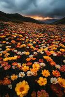 A field of flowers in the middle of a dark sky photo
