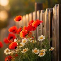 Red poppies and daisies in a wooden fence photo
