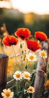 Red poppies and daisies in the field photo