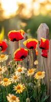 Red poppies and daisies are growing in a field photo