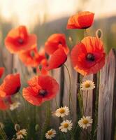 Red poppies and daisies are in front of a wooden fence photo