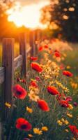 Red poppies and wooden fence at sunset photo