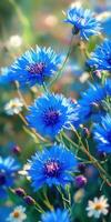 Blue flowers are growing in a field photo