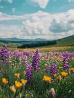 Wildflowers in the field photo