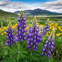 Lupine flowers in the wild photo