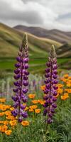 Two purple flowers stand in a field with orange flowers photo