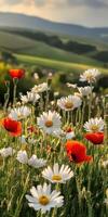 Red and white daisies in a field with hills in the background photo
