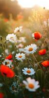 A field of red and white flowers with the sun shining photo