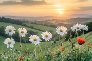 Daisies in the countryside at sunset photo