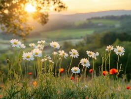 Daisies in the meadow at sunset photo