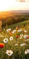 A field of wildflowers at sunset photo