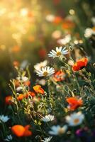 Poppies and daisies in a field with sunlight photo
