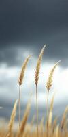 Three tall grasses in front of a stormy sky photo