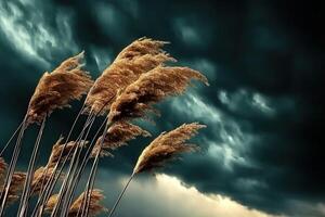 Stormy clouds over the reeds photo