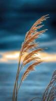 A close up of tall grass in front of the ocean photo