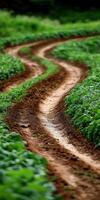 A dirt road with two tracks in the middle of a field photo