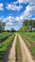 A dirt road in a field with green plants photo