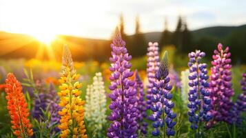 Lupine flowers in the sun photo