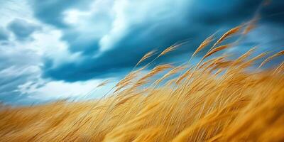 A field of tall grass with a stormy sky photo
