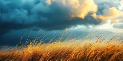 A field with tall grass and a stormy sky photo