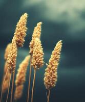 A close up of some tall grasses against a dark sky photo