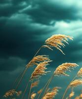 A field of tall grass with storm clouds in the background photo