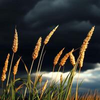 Wheat in the field with dark clouds in the background photo