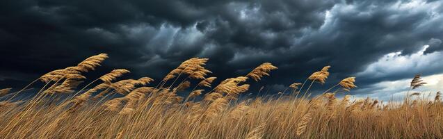 Storm clouds over a field of tall grass photo