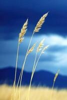 A field of tall grass with blue sky in the background photo