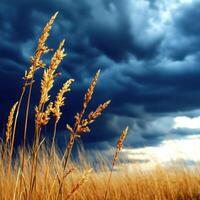 A field of tall grass under a stormy sky photo