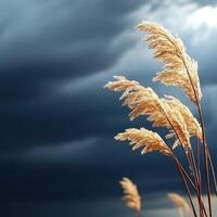 Tall grass against a dark sky with storm clouds photo