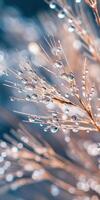 Water droplets on a plant with blue background photo