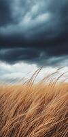 A field of tall grass with stormy skies photo