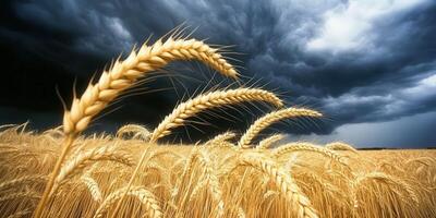 A field of wheat with storm clouds in the background photo