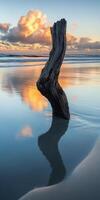 A tree stump on the beach at sunset photo