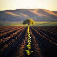 A lone tree is growing in a field photo