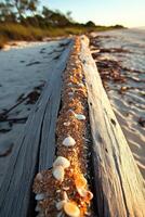 A log with shells on it photo
