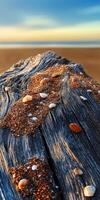 A wooden log with shells on it at the beach photo
