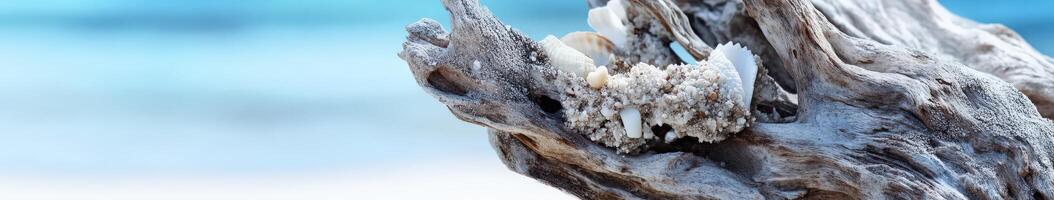 A close up of a driftwood tree photo