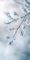 Frosty branches of a tree in winter photo