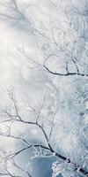 Winter landscape with snow covered trees and branches photo