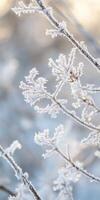 Frosty branches with snow on them in the winter photo