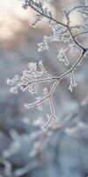 Frosty branches on a tree in the winter photo