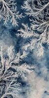 Frosty branches on a blue background photo