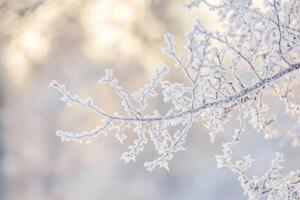 Frosty branches in the winter season photo